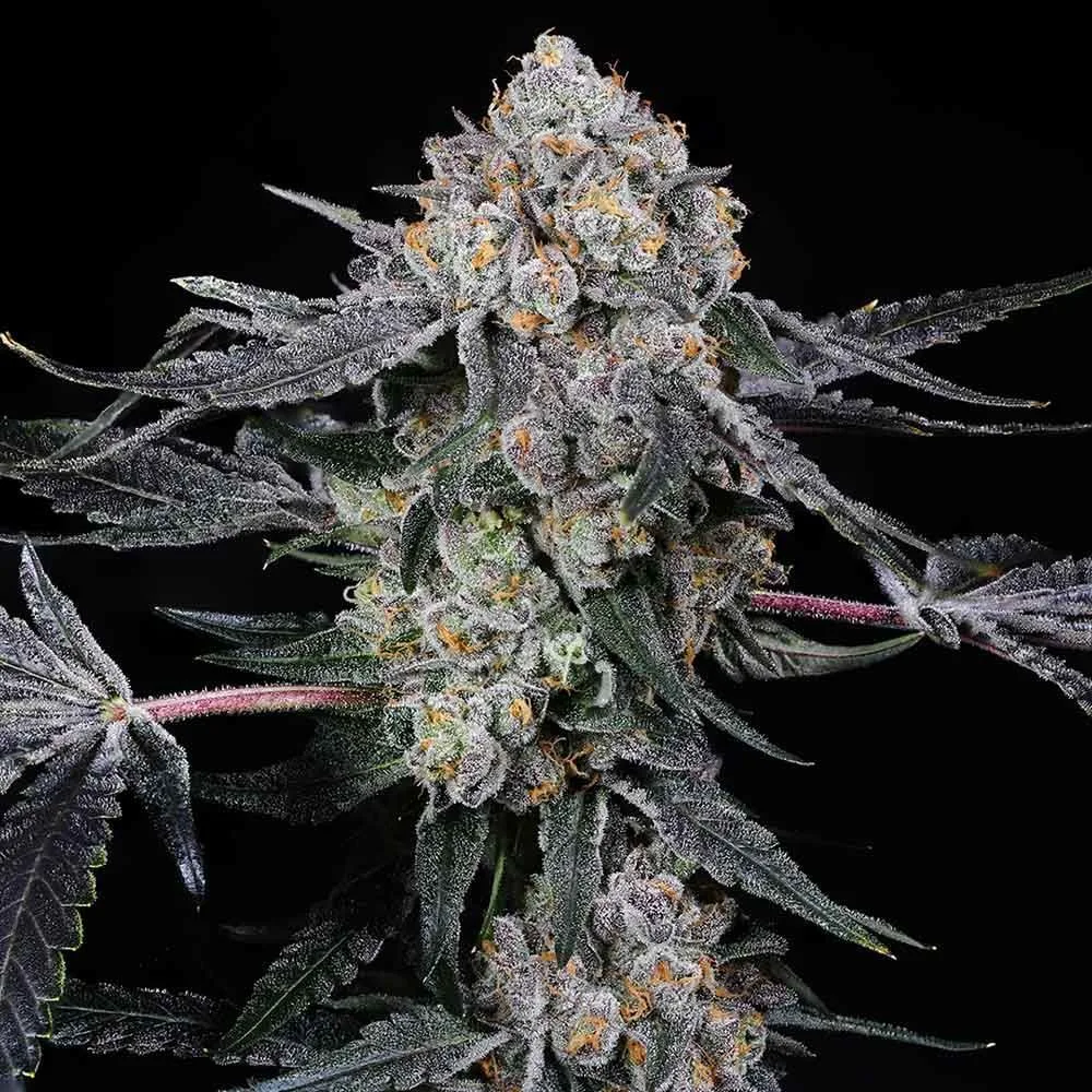 Sementes feminizadas High Society – Compound Genetics
