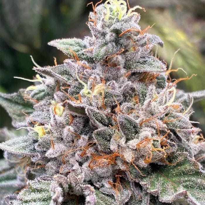 Genética de cannabis Power Frost – Hortilab – foto 2