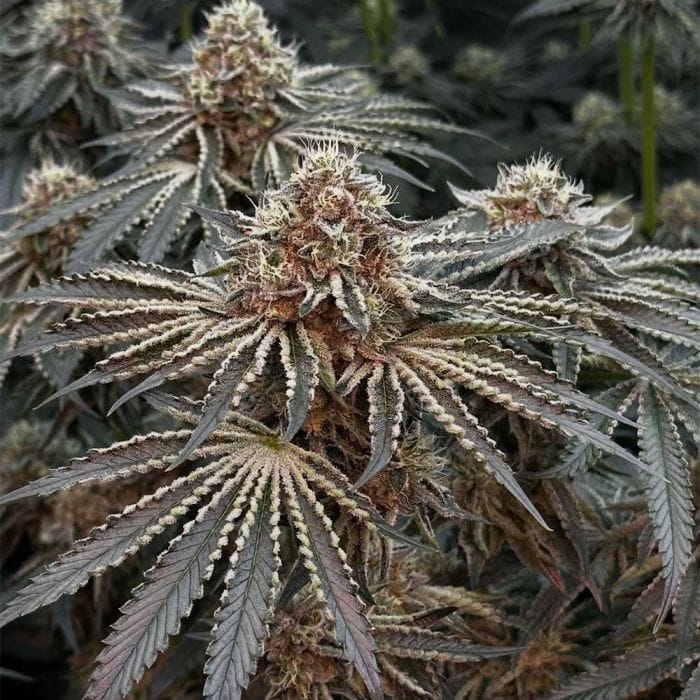 Genética de cannabis Prisma – Hortilab – foto 2
