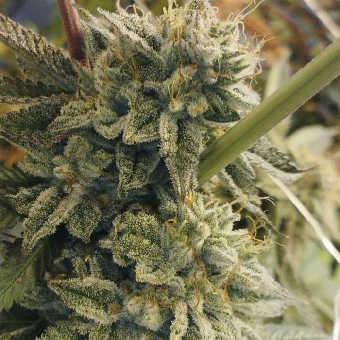Sementes feminizadas Sour Power – Hortilab
