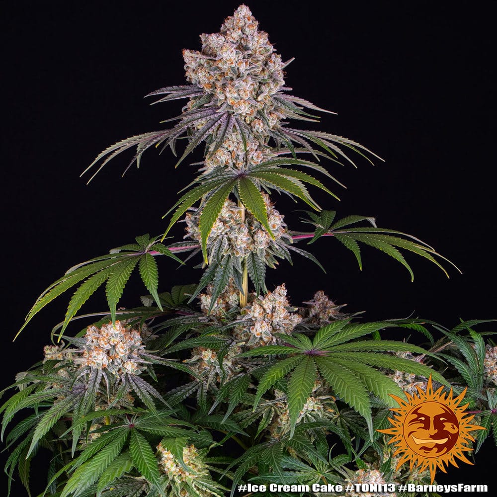 Genética de cannabis Ice Cream Cake – Barneys Farm – foto 2