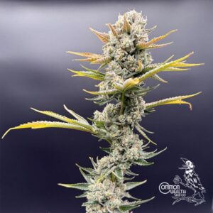 Imperial Grapes - Common Wealth Seed Co