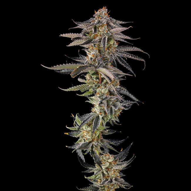 Sementes feminizadas JAHrassic – Compound Genetics