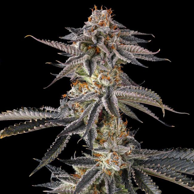 Genética de cannabis JAHrassic – Compound Genetics – foto 2
