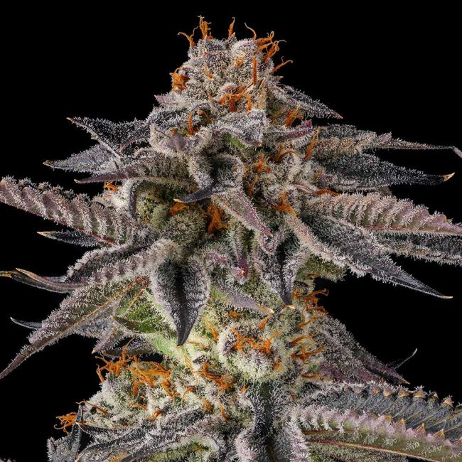 Genética de cannabis JAHrassic – Compound Genetics – foto 3