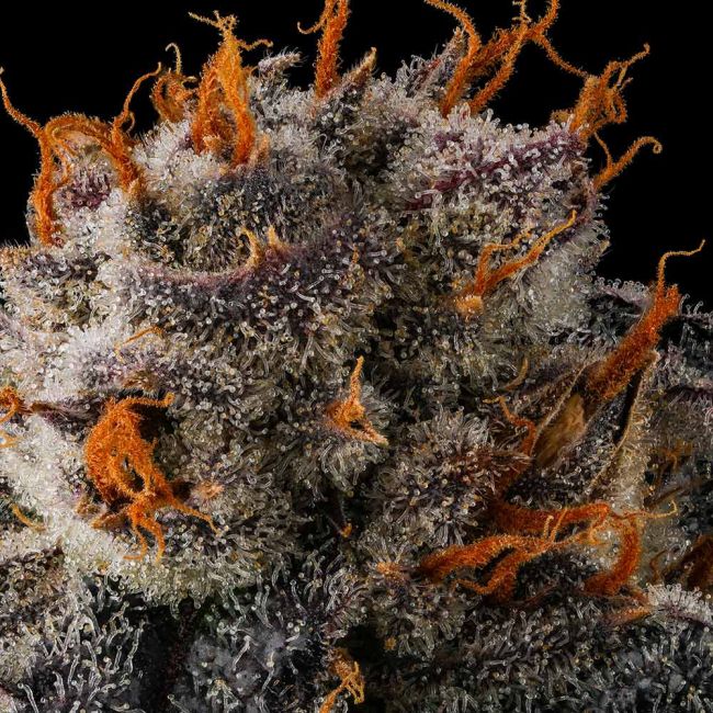 Genética de cannabis JAHrassic – Compound Genetics – foto 4