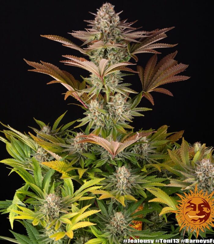 Sementes feminizadas Jealousy – Barneys Farm