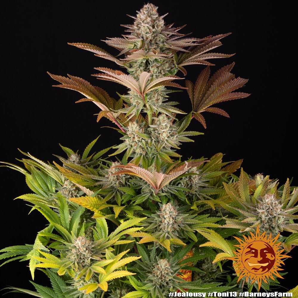 Sementes feminizadas Jealousy – Barneys Farm