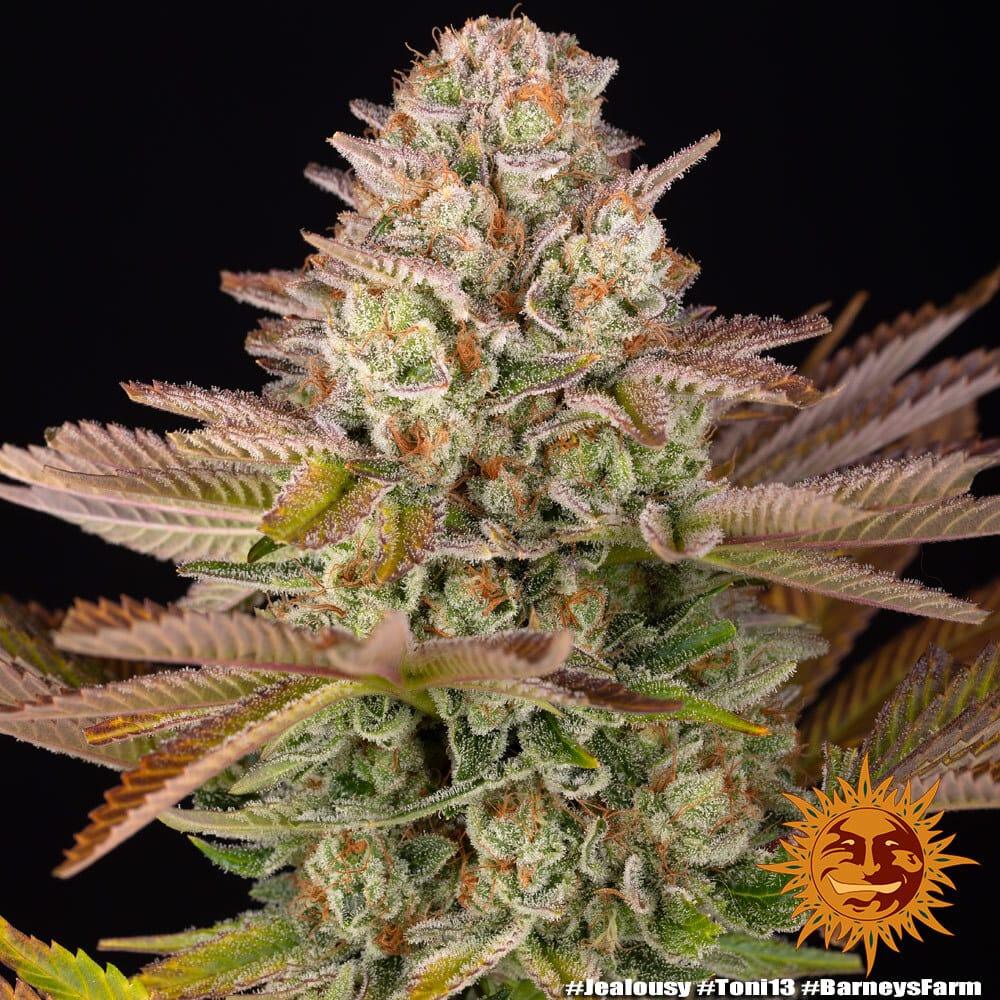 Genética de cannabis Jealousy – Barneys Farm – foto 2
