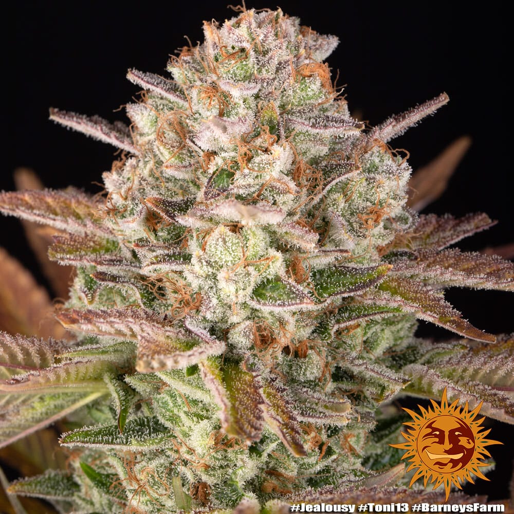 Genética de cannabis Jealousy – Barneys Farm – foto 3