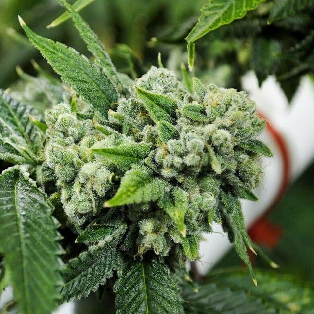 Sementes regulares Biker Kush – Karma Genetics