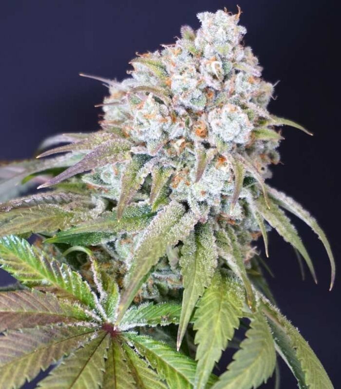 Sementes feminizadas Dog Fruit Female by Karma Genetics