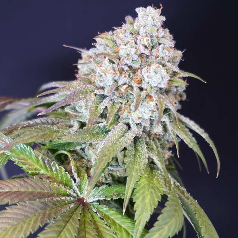 Sementes feminizadas Dog Fruit Female by Karma Genetics