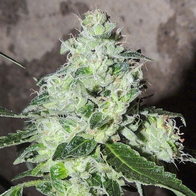 Sementes regulares HeadBanger – Karma Genetics