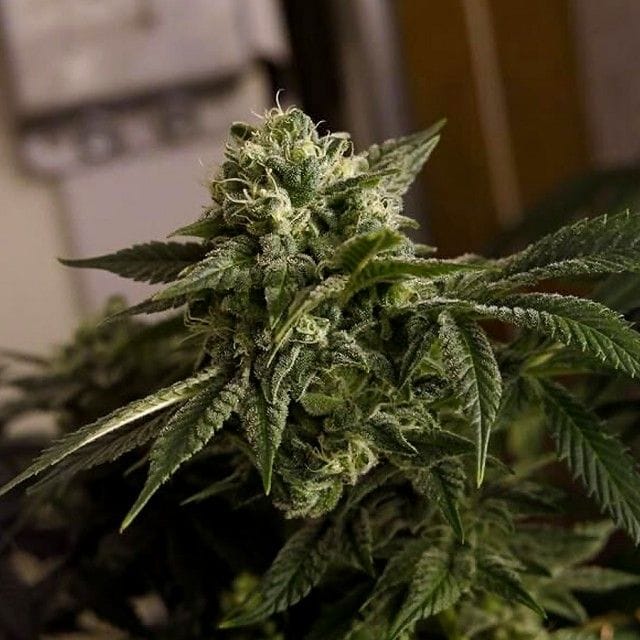 Sementes regulares O.D.B. – Karma Genetics