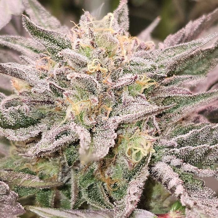 Sementes feminizadas Pink Bacio – Karma Genetics