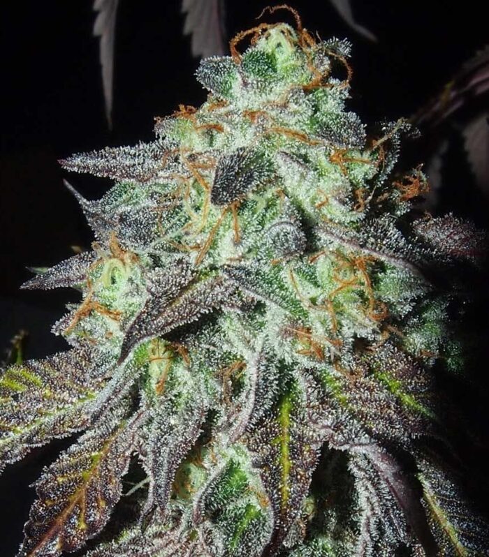 Sementes feminizadas Pink Paletas – Karma Genetics
