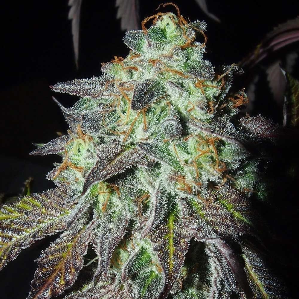 Sementes feminizadas Pink Paletas – Karma Genetics