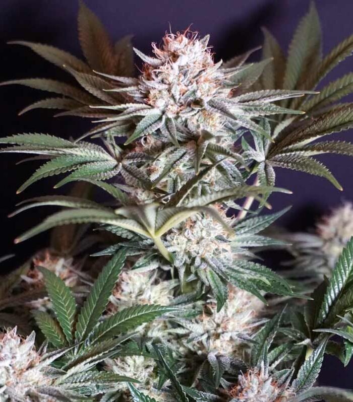 Sementes feminizadas Rocky Melon – Karma Genetics