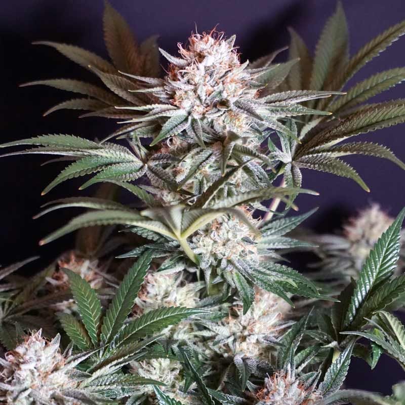 Sementes feminizadas Rocky Melon – Karma Genetics
