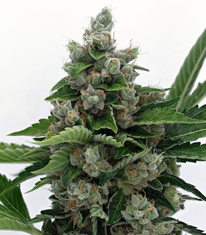 Sementes regulares Sour Diesel BX 2 – Karma Genetics