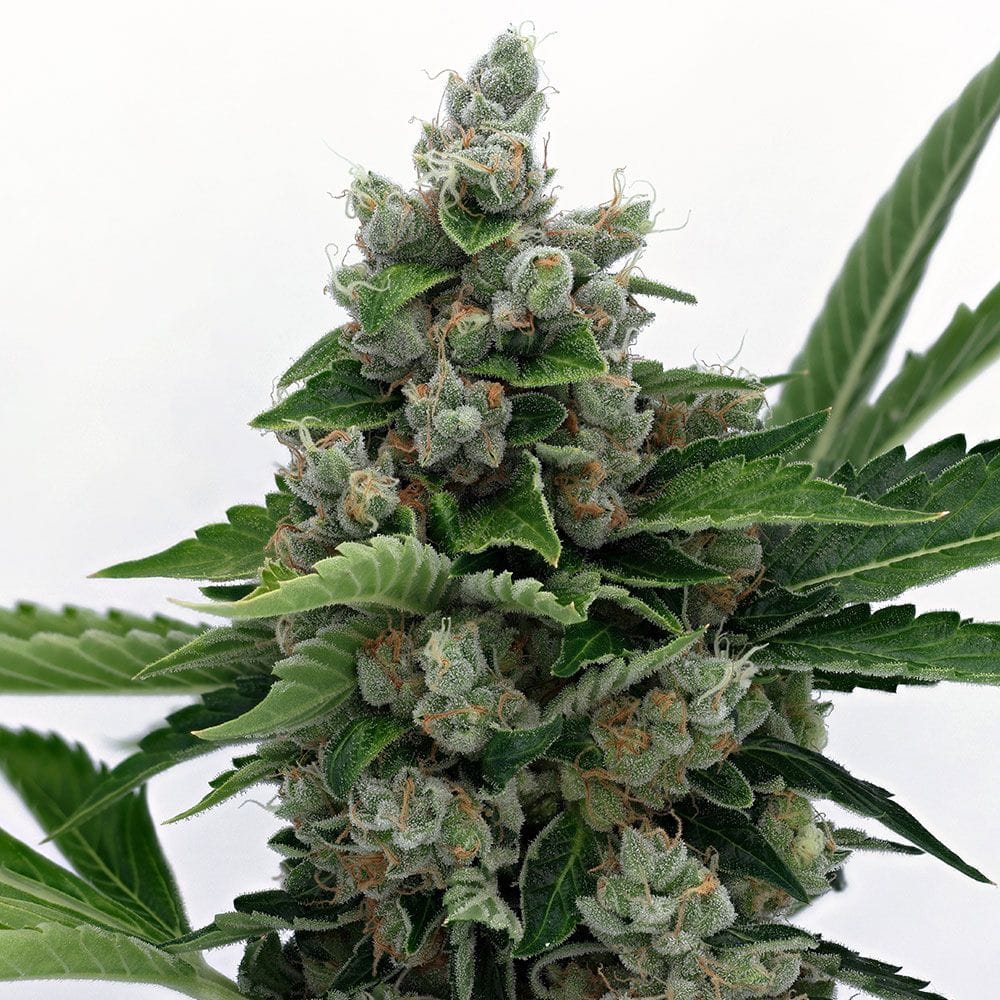 Sementes regulares Sour Diesel BX 2 – Karma Genetics