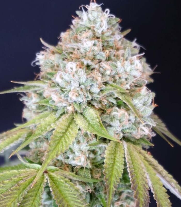 Sementes feminizadas Melo Rado Female by Karma Genetics