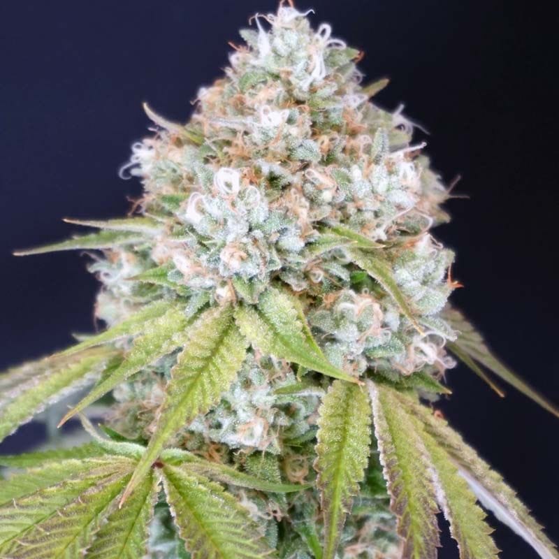 Sementes feminizadas Melo Rado Female by Karma Genetics