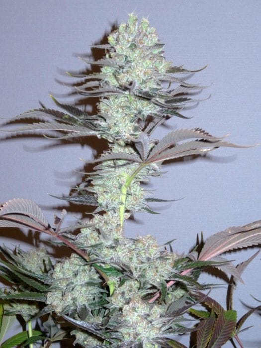 Sementes feminizadas Killer Glue – Little Chief Collabs