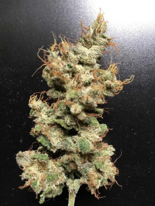 Genética de cannabis Killer Glue – Little Chief Collabs – foto 3