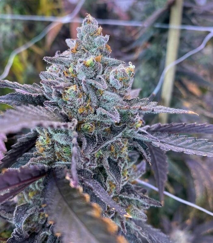 Sementes feminizadas Kiyomi – Symbiotic Genetics