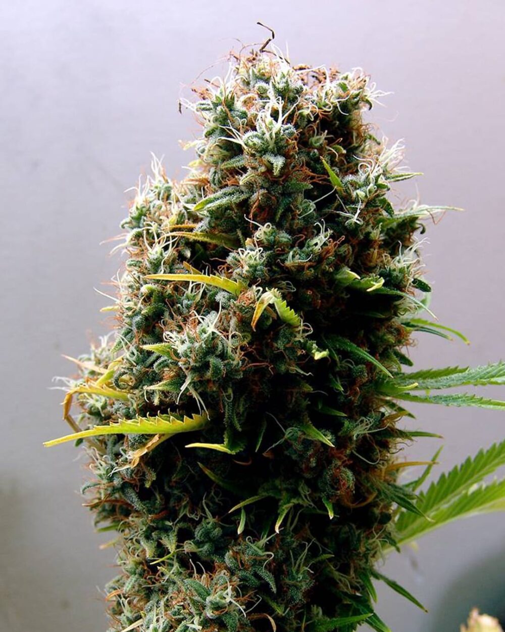 Genética de cannabis Kushadelic – Soma's Seeds – foto 2