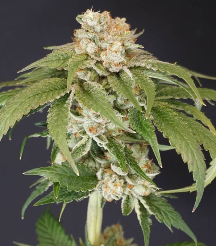 Sementes feminizadas Kushi Melon – Karma Genetics