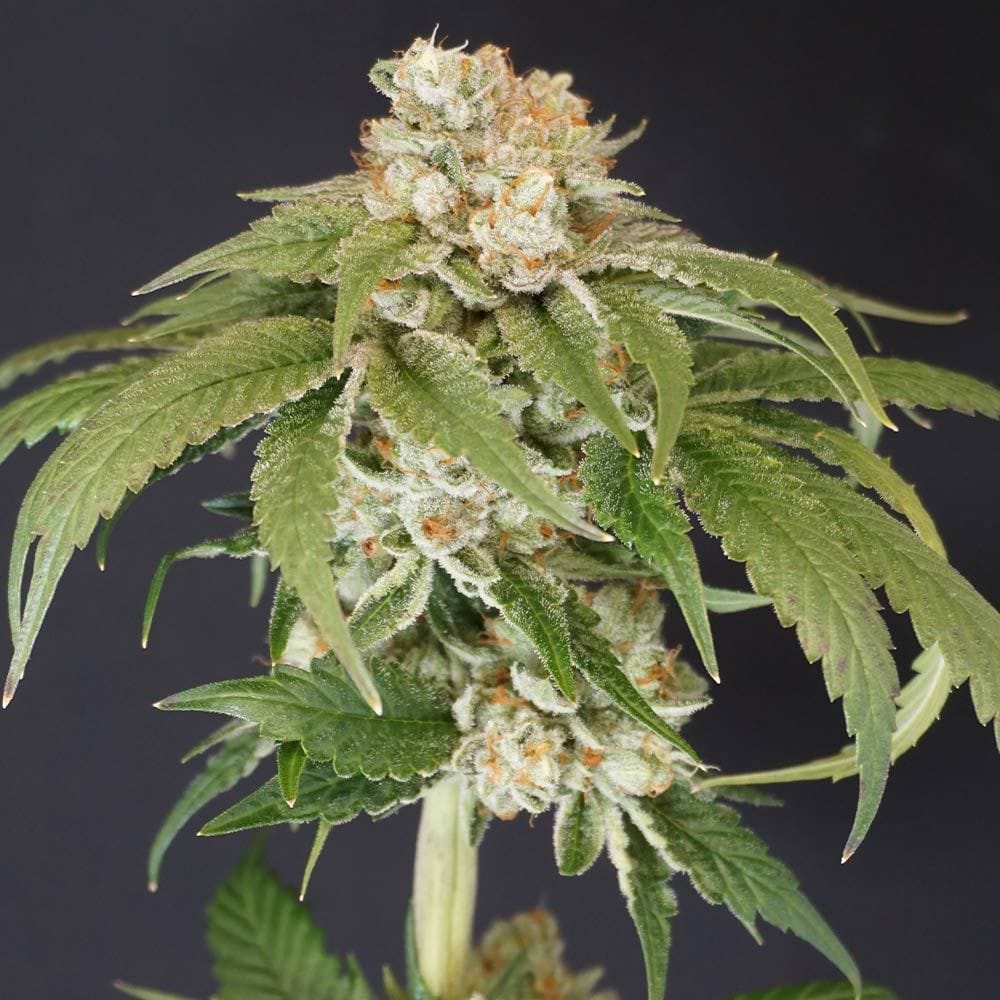 Sementes feminizadas Kushi Melon – Karma Genetics