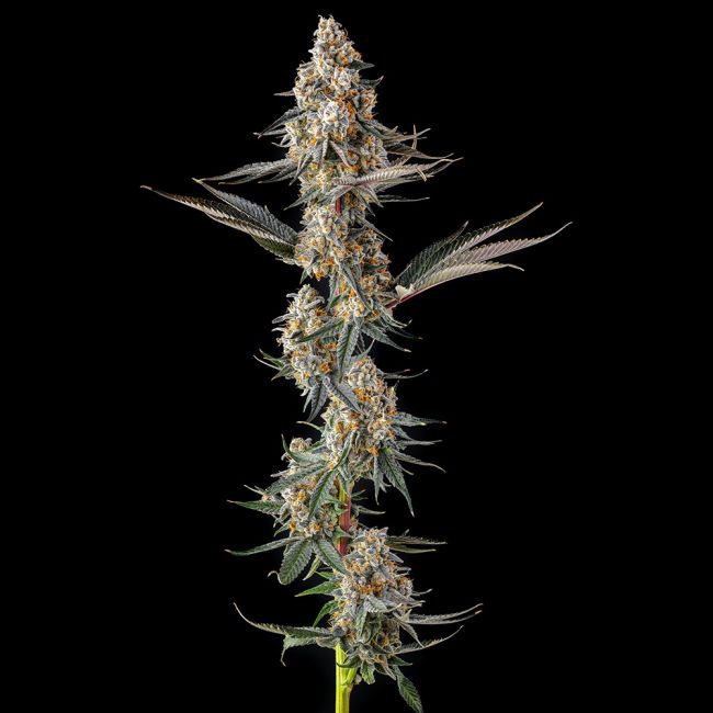 Sementes feminizadas La Llorona – Compound Genetics