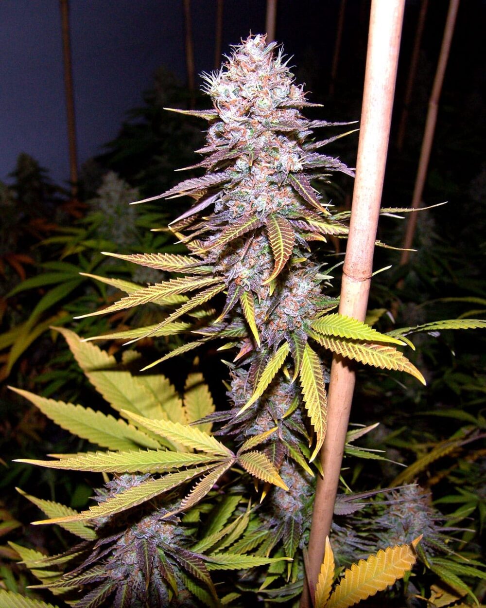 Genética de cannabis Lavender – Soma's Seeds – foto 2