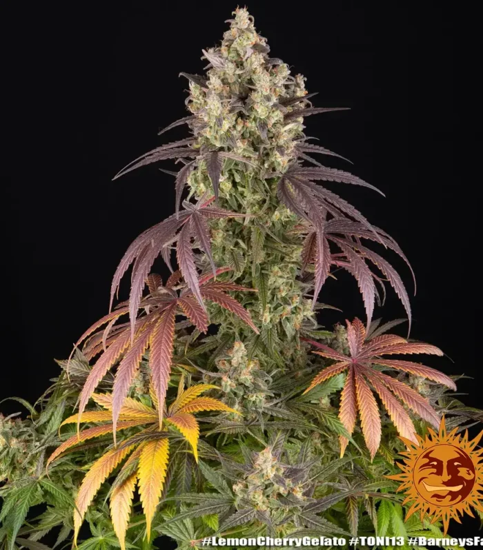 Sementes feminizadas Lemon Cherry Gelato – Barneys Farm