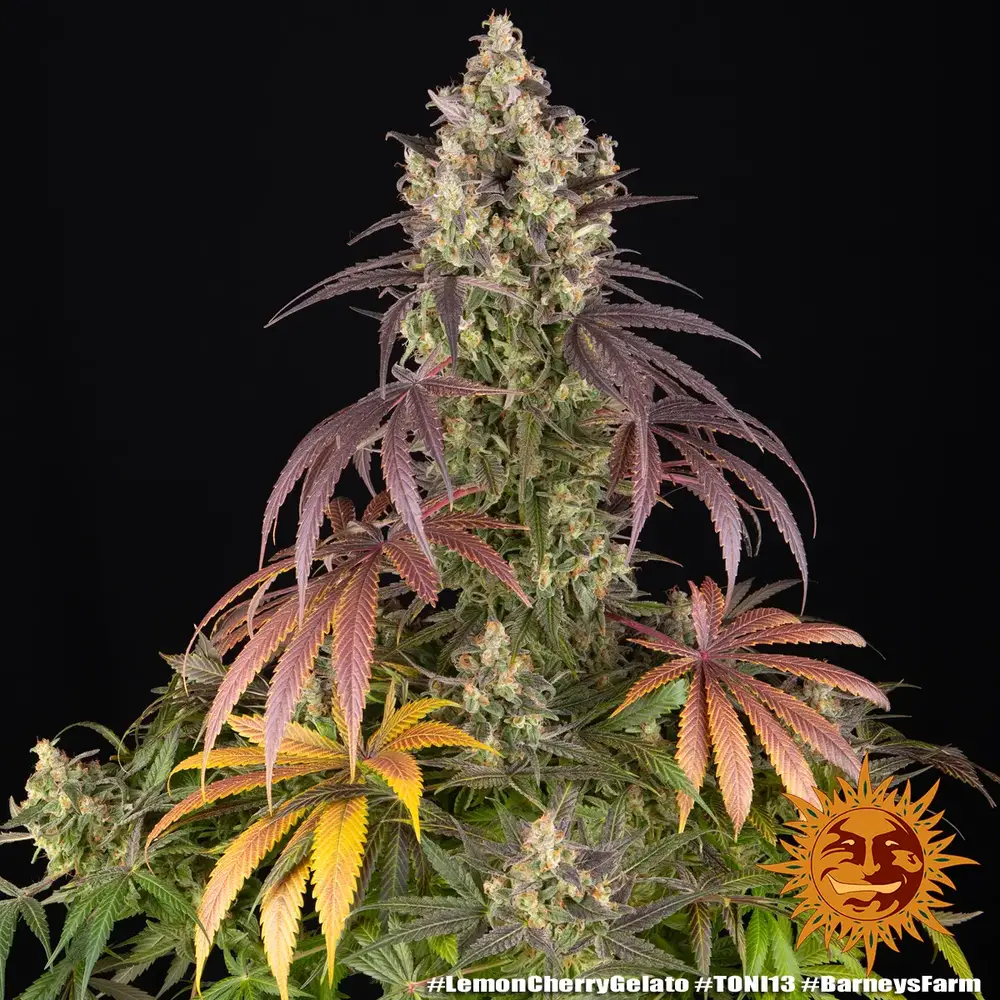 Sementes feminizadas Lemon Cherry Gelato – Barneys Farm