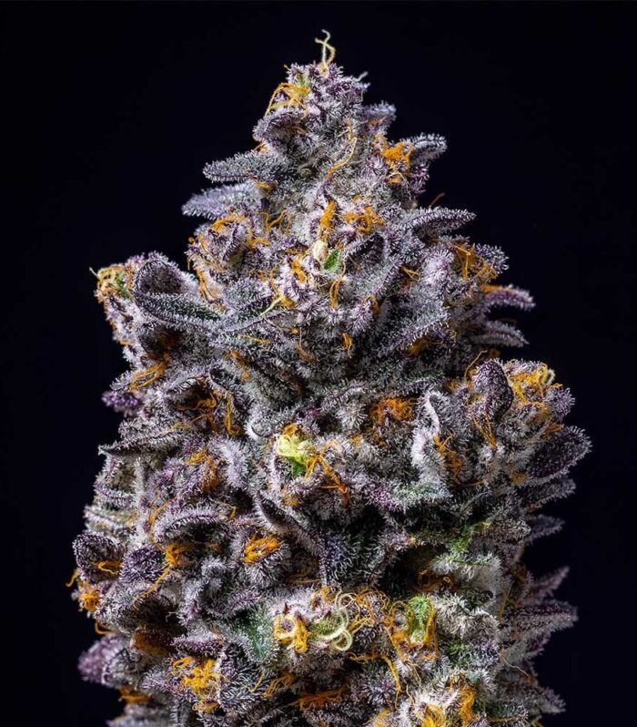 Sementes feminizadas Lemon Cherry Pop – Cookies Seed Bank