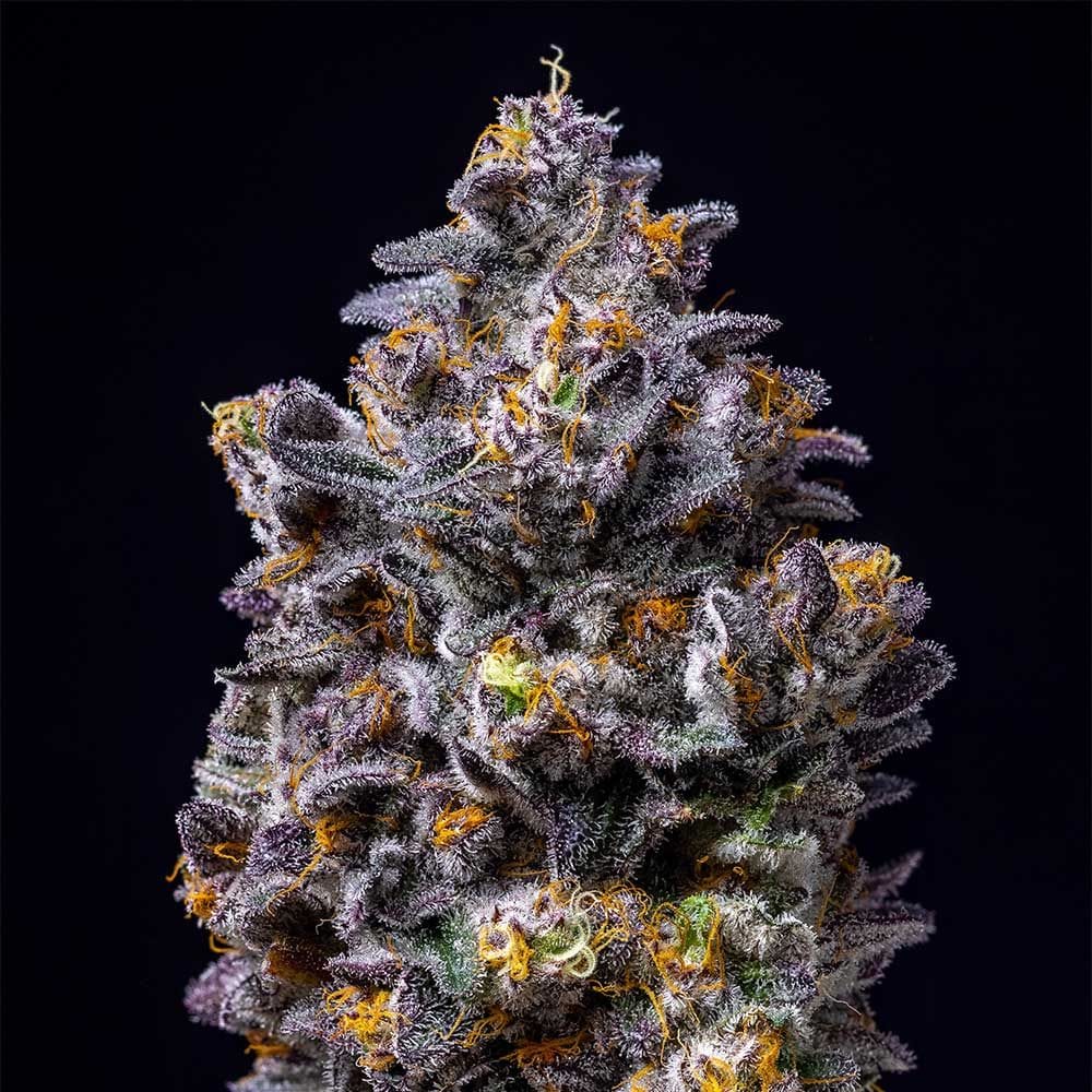 Sementes feminizadas Lemon Cherry Pop – Cookies Seed Bank