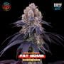 Sementes feminizadas Lemon Coconut Fat Bomb – Perfect Tree