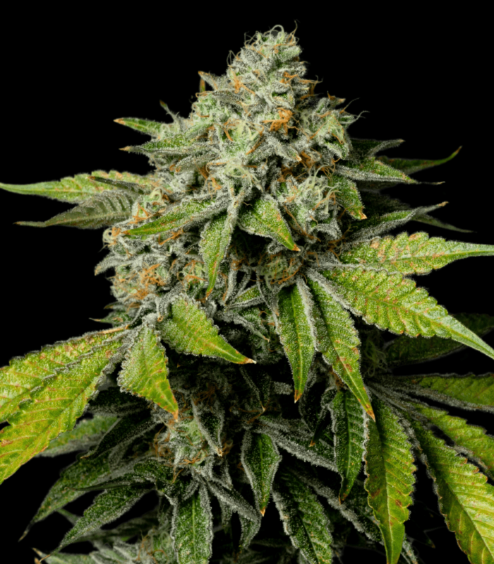 Sementes feminizadas Lemon-dosi (3+1) – Archive Seed Bank