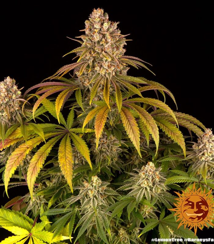 Sementes feminizadas Lemon Tree  – Barneys Farm