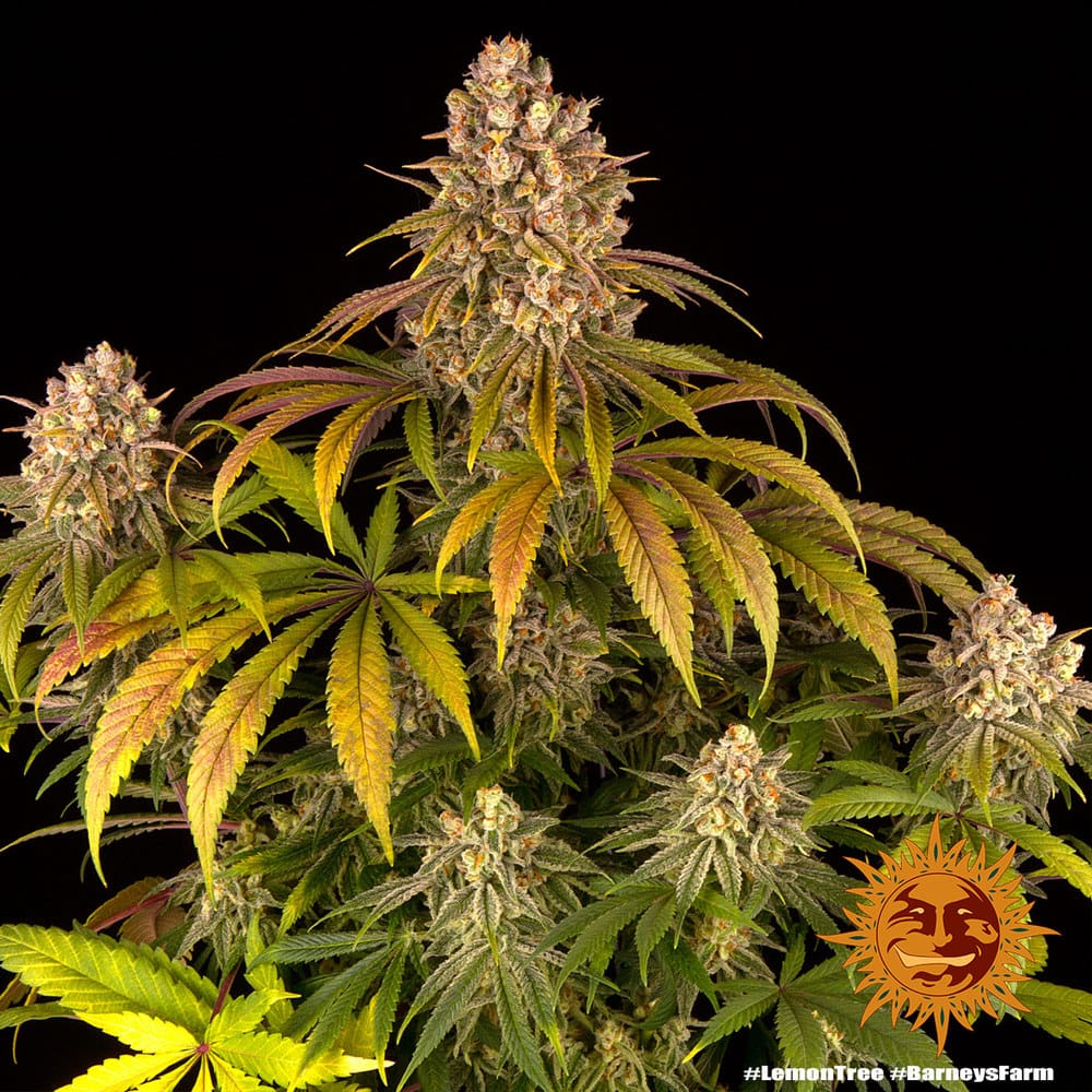 Sementes feminizadas Lemon Tree  – Barneys Farm