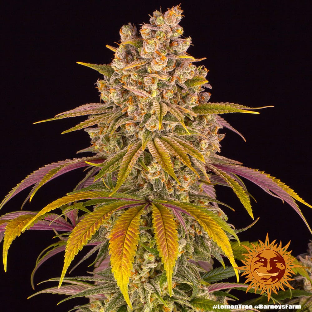 Genética de cannabis Lemon Tree  – Barneys Farm – foto 2