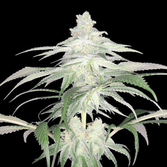 Sementes feminizadas Lemontree (S1) – Arcana Collective