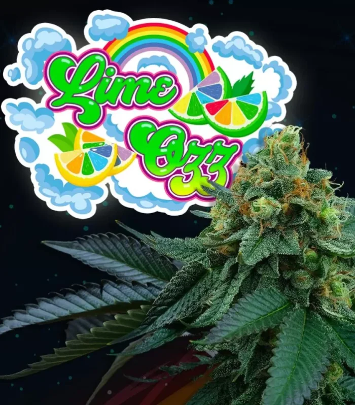 Sementes feminizadas Lime OZZ Feminized by Perfect Tree – Perfect Tree