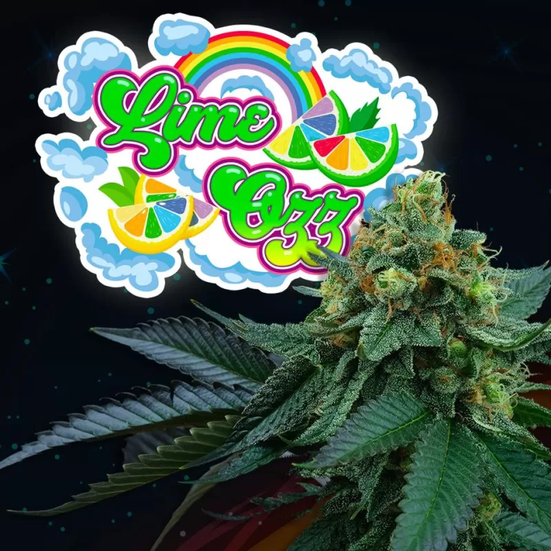Sementes feminizadas Lime OZZ Feminized by Perfect Tree – Perfect Tree