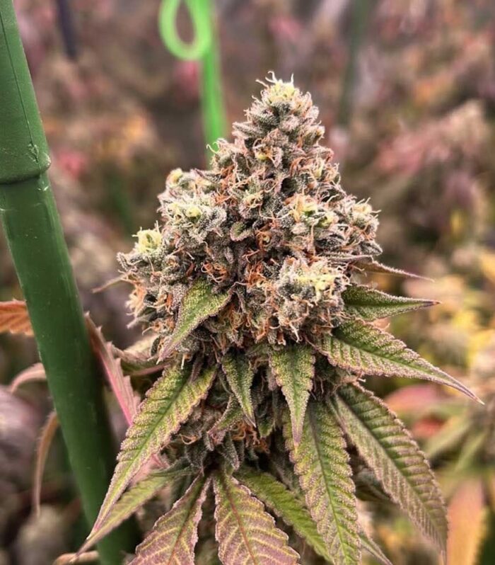 Sementes feminizadas Pink Mochi Runtz – Karma Genetics