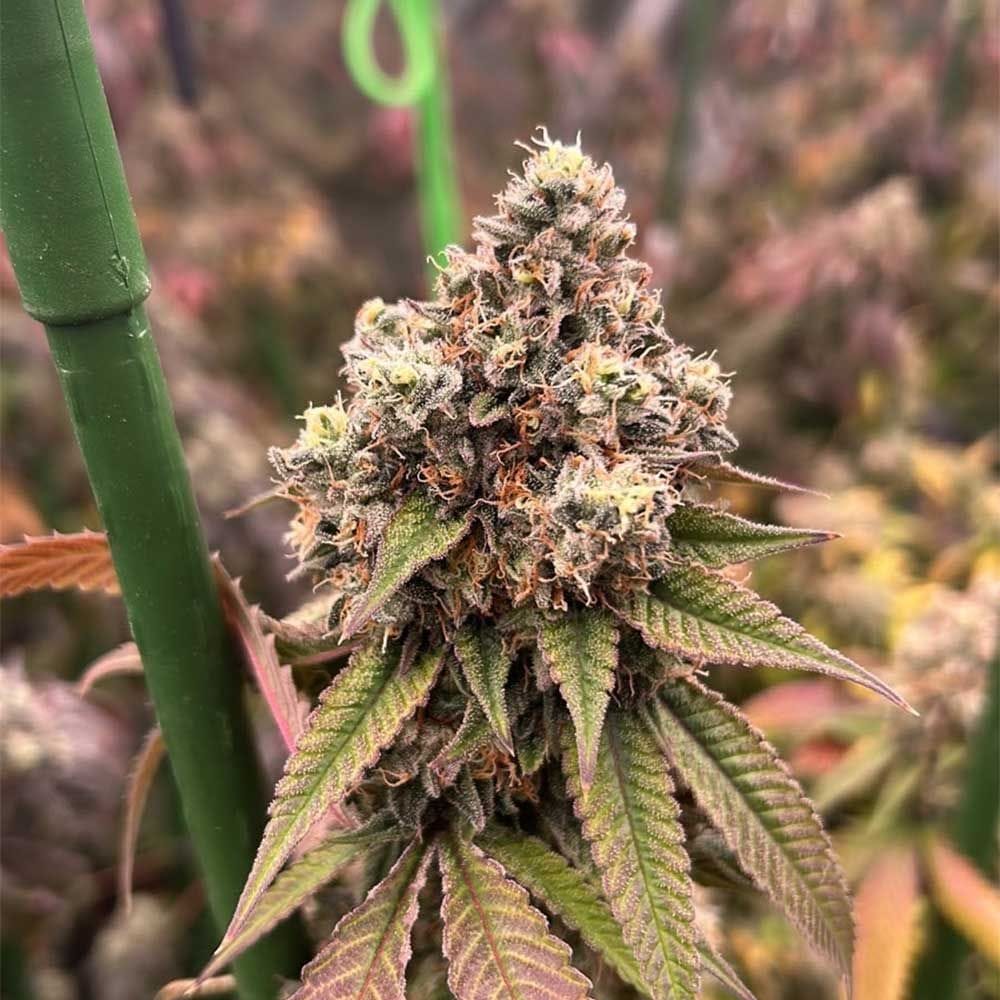 Sementes feminizadas Pink Mochi Runtz – Karma Genetics